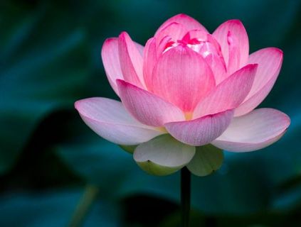 test sản phẩm